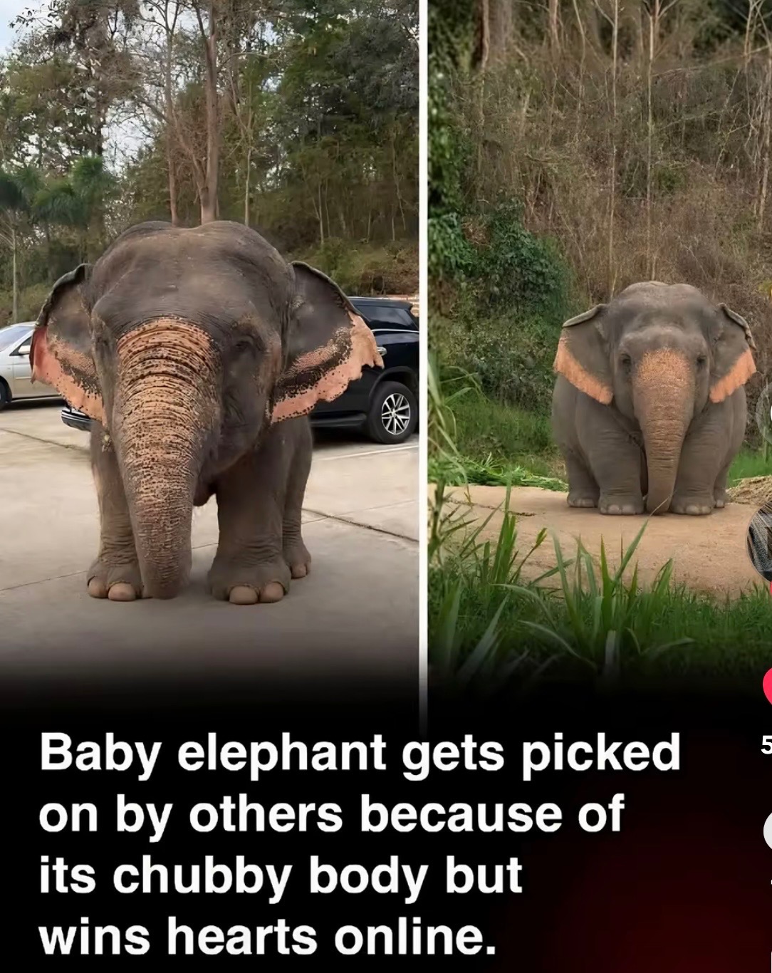 Baby elephant: picked on for its chubby body but wins hearts online