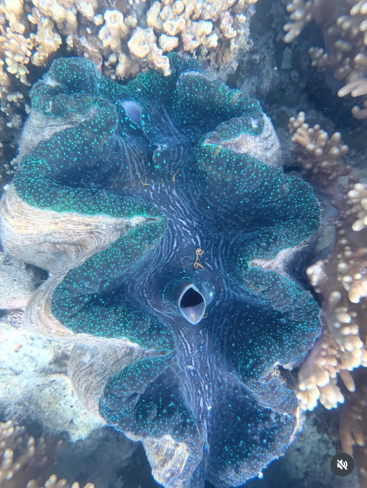Giant iridescent clam underwater among coral