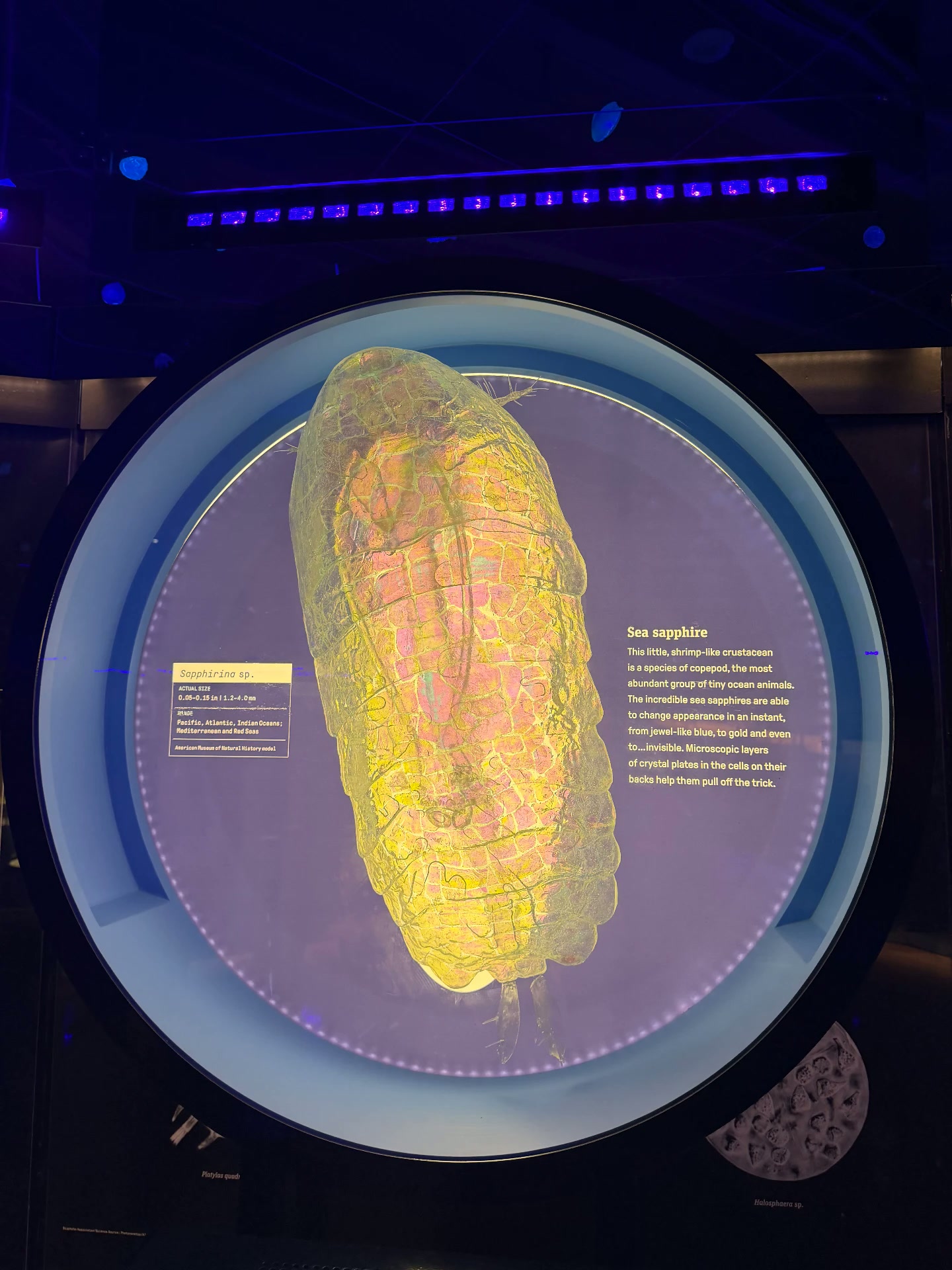 Museum display of a glowing sea sapphire copepod
