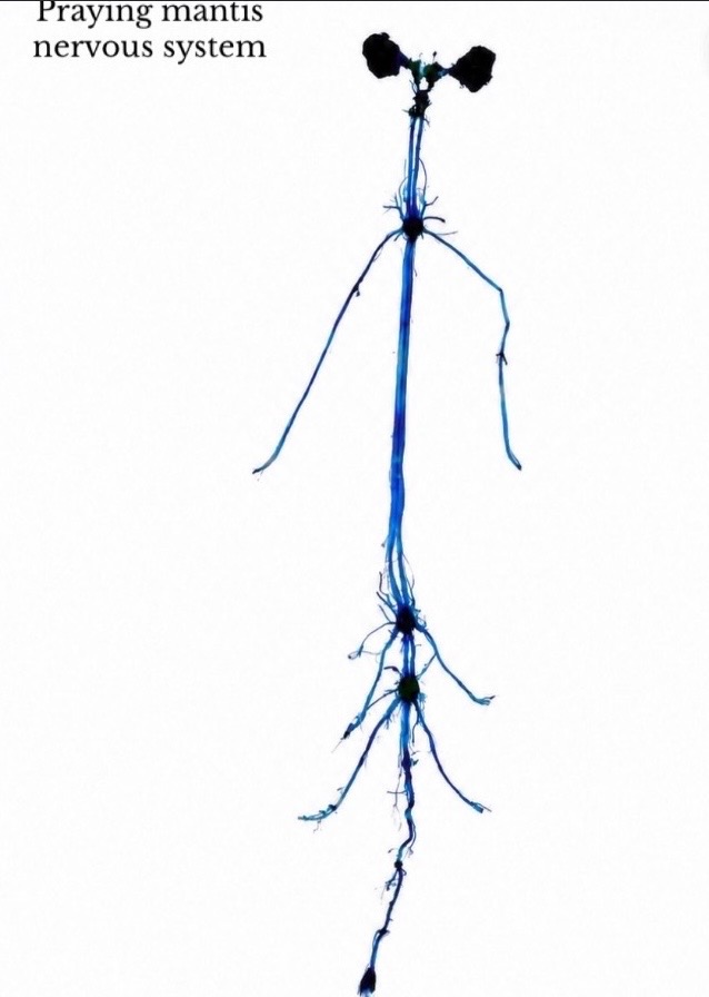 Blue ink drawing of a praying mantis nervous system