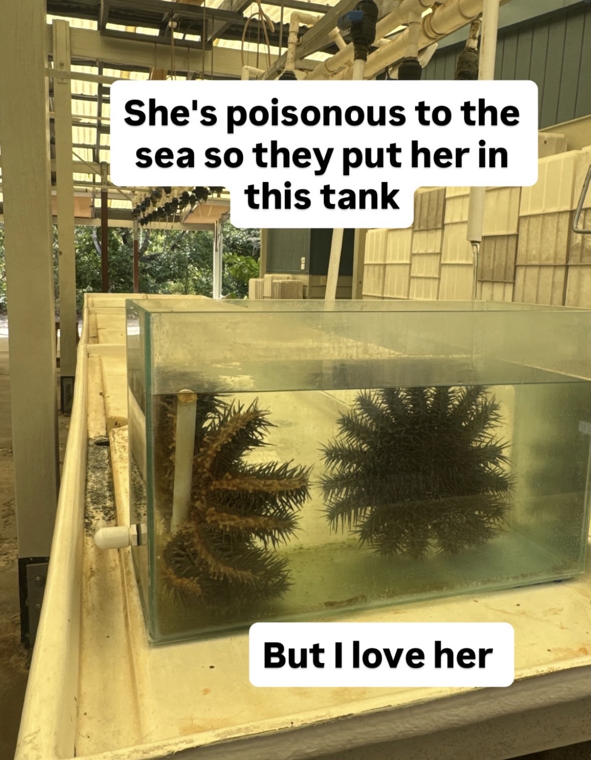 Sea creature in a tank: She's poisonous to the sea so they put her in this tank. But I love her