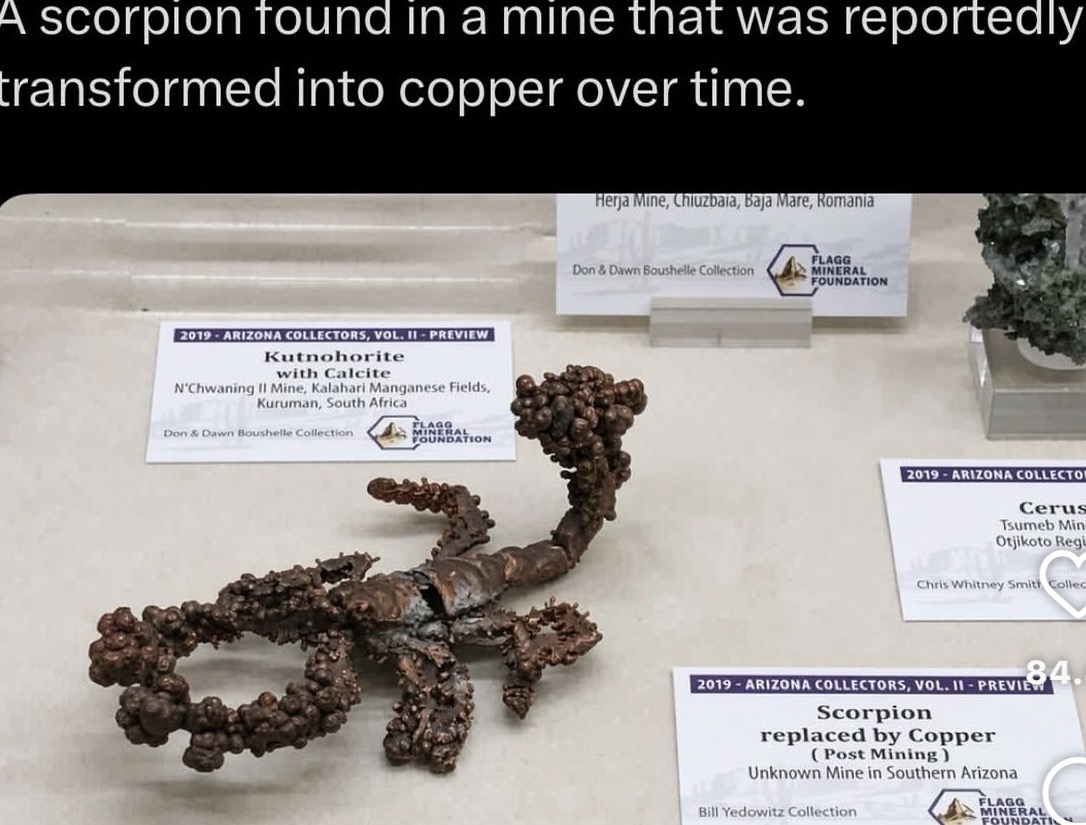 Museum scorpion reportedly replaced by copper over time